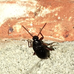 Lobopoda erythrocnemis