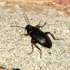 Lobopoda erythrocnemis