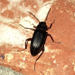 Lobopoda erythrocnemis