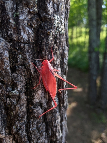 Oblong-winged Katydids photo 4