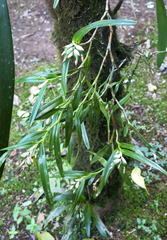 Image of Epidendrum ramosum