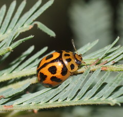 Peltoschema oceanicum