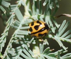 Peltoschema oceanicum