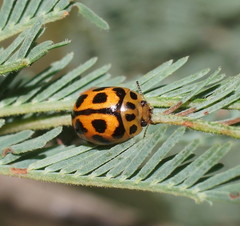 Peltoschema oceanicum