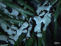 Hypogymnia enteromorpha