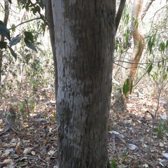 Sideroxylon capiri
