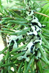 Hypogymnia enteromorpha