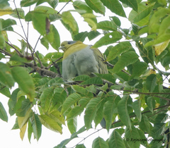 Treron phoenicopterus