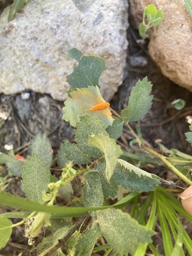 iNaturalist observation photo of rust fungi