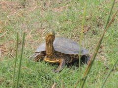 Trachemys ornata