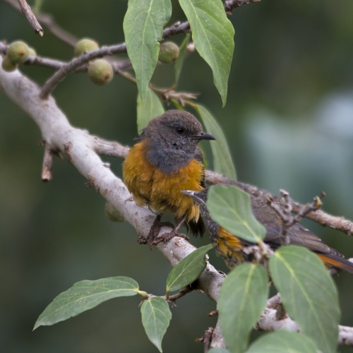 Little Rock-Thrush