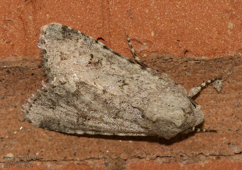 Variegated Cutworm Moth photo 6