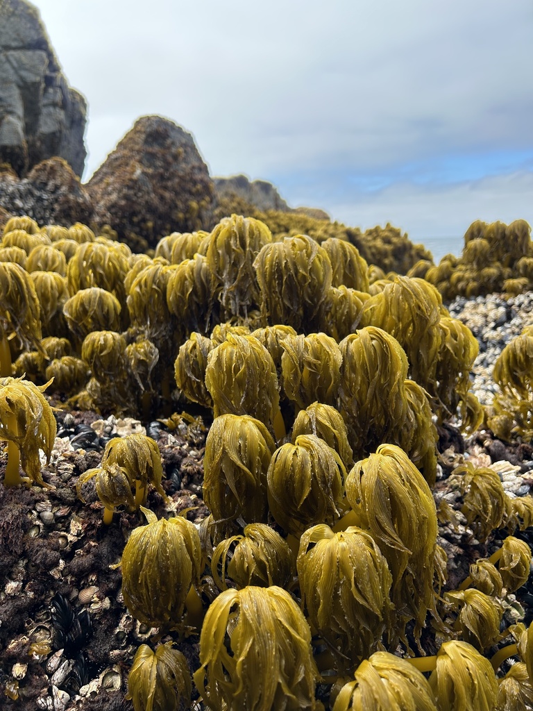 Kelps