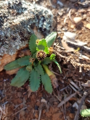 Solenogyne dominii