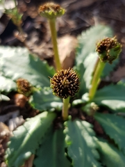 Solenogyne dominii