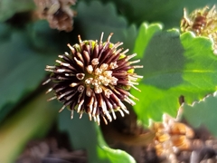 Solenogyne dominii