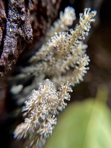 Xylaria moelleroclavus observed 2023-07-09