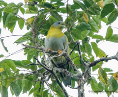 Treron phoenicopterus