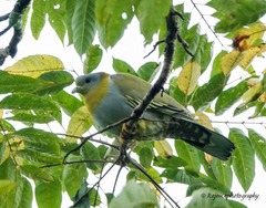 Treron phoenicopterus