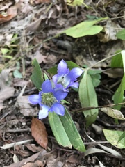 Gentiana scabra