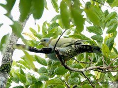 Treron phoenicopterus