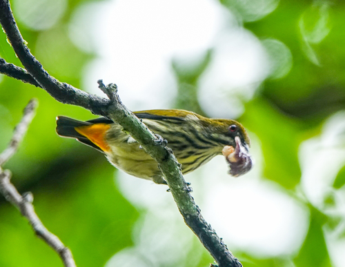 Yellow-vented Flowerpecker (Pachyglossa chrysorrhea), photo 10