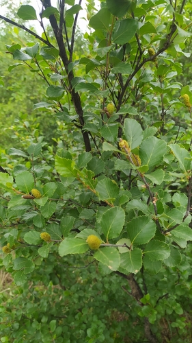 Image of Betula fruticosa by (c) Ochirnima Nimaev, some rights reserved (CC BY)