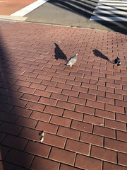 Columba livia domestica