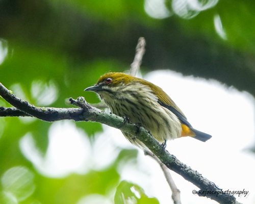 Yellow-vented Flowerpecker (Pachyglossa chrysorrhea), photo 1