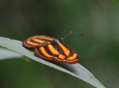 Lasippa heliodore dorelia