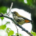 Yellow-vented Flowerpecker - Photo (c) Rejoice Gassah, some rights reserved (CC BY), uploaded by Rejoice Gassah