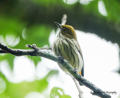 Dicaeum chrysorrheum