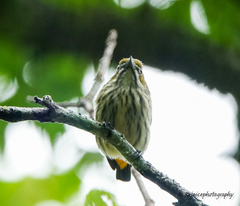 Dicaeum chrysorrheum