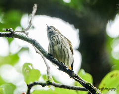 Dicaeum chrysorrheum