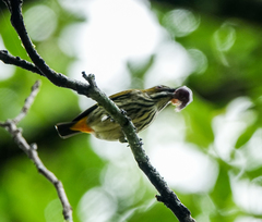 Dicaeum chrysorrheum