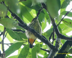 Dicaeum chrysorrheum