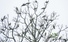Treron phoenicopterus