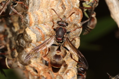 Ropalidia plebeiana