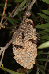 Ropalidia plebeiana
