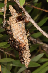 Ropalidia plebeiana