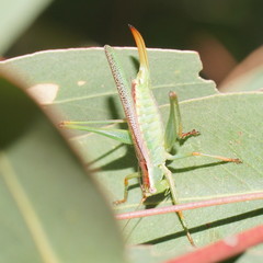 Conocephalomima barameda