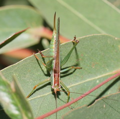 Conocephalomima barameda
