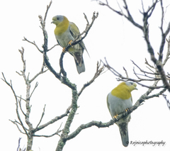 Treron phoenicopterus