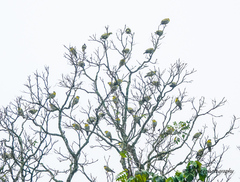 Treron phoenicopterus
