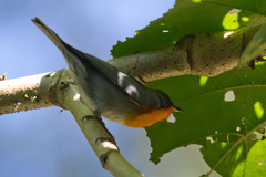 Oreothlypis gutturalis