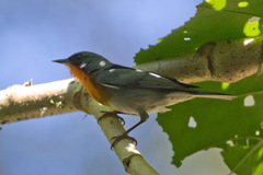 Oreothlypis gutturalis