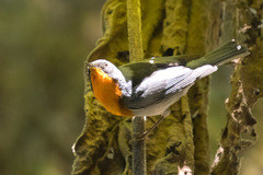 Oreothlypis gutturalis