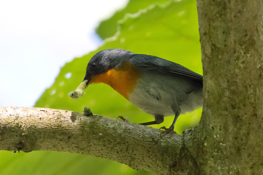 Flame-throated Warbler (AVES DE OROSI Y TAPANTI) · iNaturalist