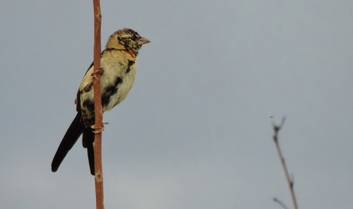 Red-collared Widowbird (Euplectes ardens), photo 6