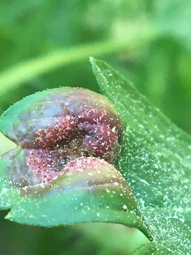 iNaturalist observation photo of Round Leaf Gall Wasp